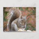 Search for content postcards Animal