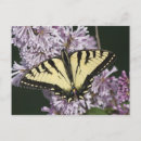 Search for swallowtail postcards Tiger