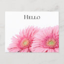 Search for gerberas postcards Daisies