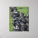 Search for dairy cow canvas prints Agriculture