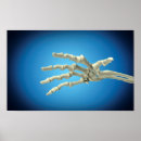Search for human limb posters 3d