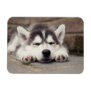 Search for huskies magnets Puppy