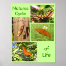 Search for life cycle posters Butterfly