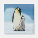 Search for emperor magnets Antarctica