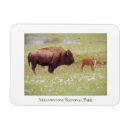 Search for bison magnets Nature