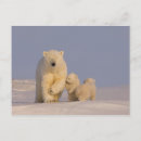 Search for sows postcards Baby