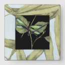 Search for insect clocks Leaves