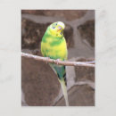 Search for limb postcards Photography