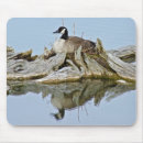 Search for canada goose electronics Wild