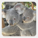 Search for grey koala stickers Wildlife