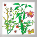 Search for pink ladybug posters Botanical