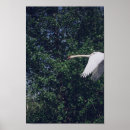 Search for swan bird posters Birds