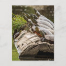 Search for pond turtle postcards Log