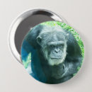 Search for chimpanzees badges Primates