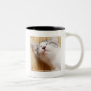 Search for sleeping kitten mugs Baby animals