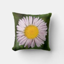 Search for alpine cushions Flower
