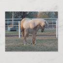 Search for equestrian image postcards Foal