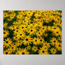 Search for hirta Floral