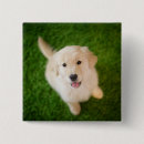 Search for golden retriever badges Animal