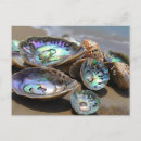 Search for seashell pictures postcards Shells