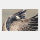 Search for canada goose stickers Animal