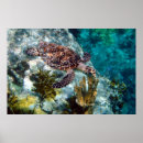 Search for hawksbill posters Sea