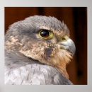 Search for peregrine falcon posters Bird of prey