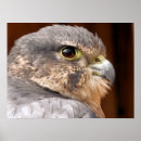 Search for peregrine falcon posters Bird of prey