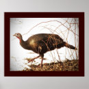 Search for wild turkeys posters Tom