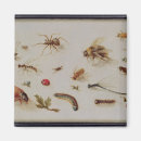 Search for younger magnets Brueghel