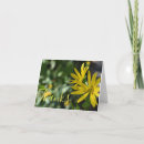 Search for daisy cards Flower