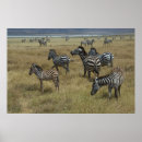 Search for grazing posters Safari