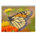 Search for bugs office supplies Butterflies