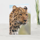 Search for jaguars cards Wildlife