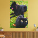 Search for antic Cat