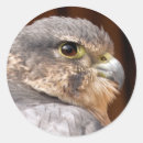 Search for falcons stickers Birds