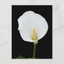 Search for calla postcards Nature
