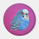 Search for parakeet magnets Pets