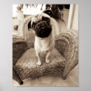 Search for black pug art Pets