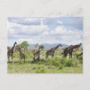 Search for two giraffe postcards Horizontal