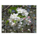 Search for crab apples art Tree