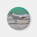 Search for bird round magnets Wild