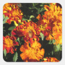 Search for marigolds stickers Orange