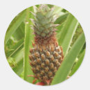 Search for tropical pineapple stickers Green
