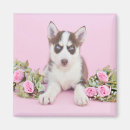 Search for husky magnets Alaskan malamute