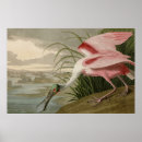 Search for roseate spoonbill posters Audubon