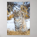 Search for danita delimont posters Carnivore
