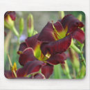 Search for daylilies mouse mats Bloom