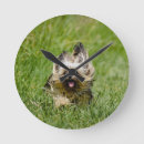 Search for yorkie art Playful