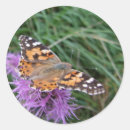 Search for wildlife photography stickers Insect